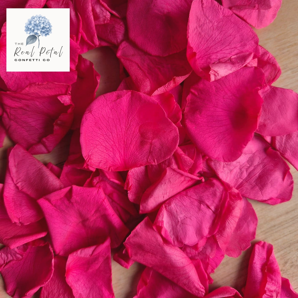 Rose Petals - Bright Hot Pink
