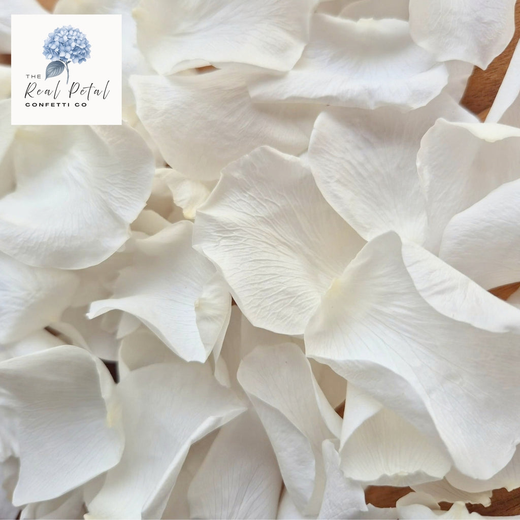 Rose Petals - Light Ivory