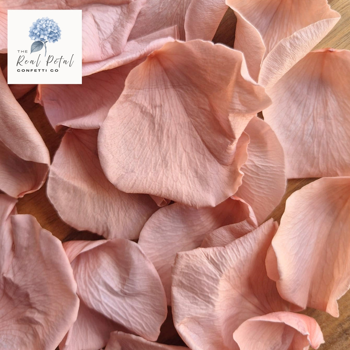 Rose Petals - Champagne Pink