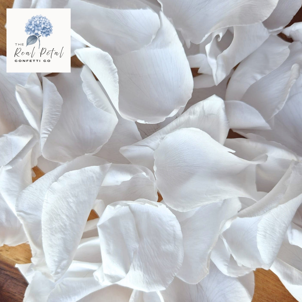 Rose Petals - Snow White