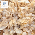 FlutterFly® Hydrangea Petals - Light Peach