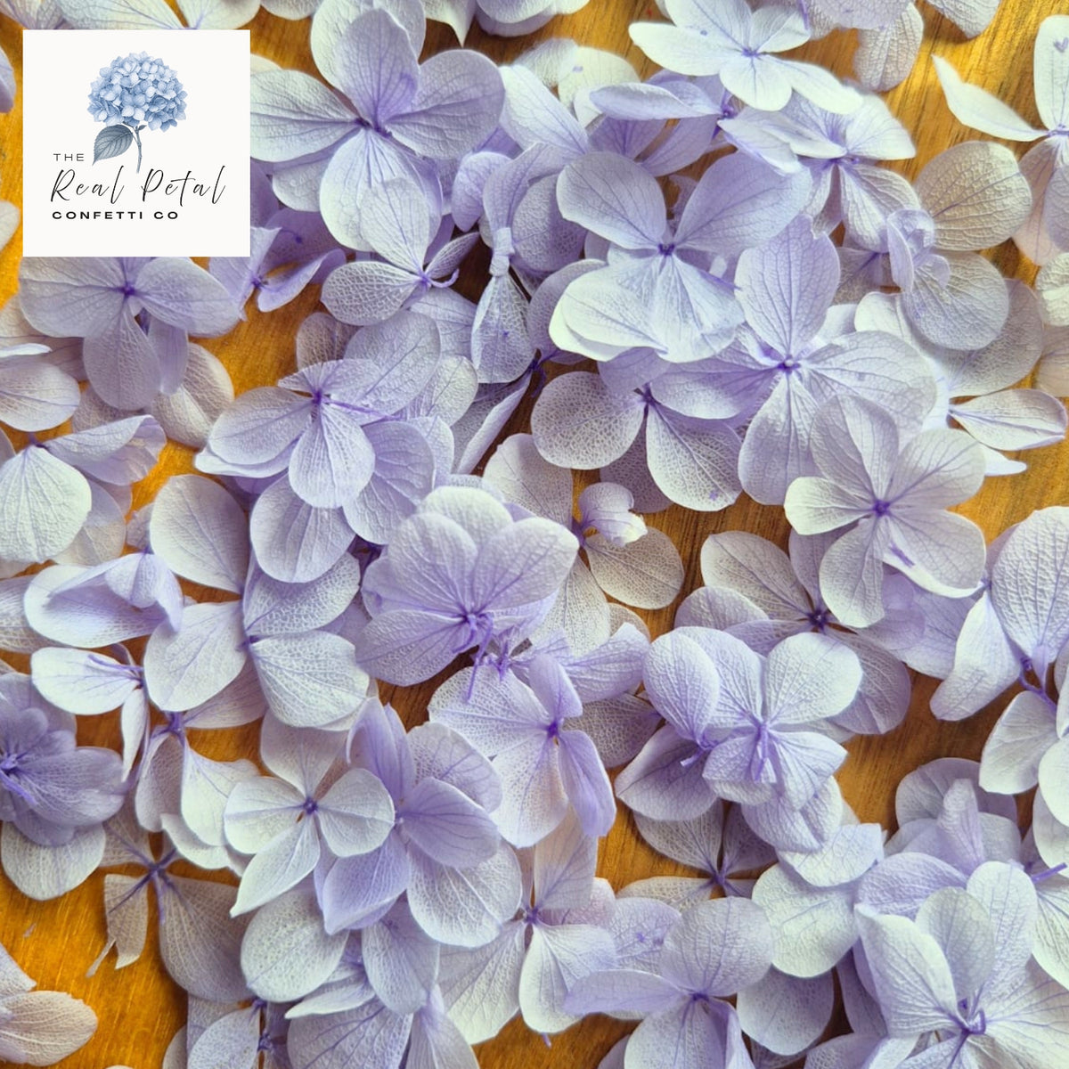 FlutterFly® Hydrangea Petals - Light Purple Gradient