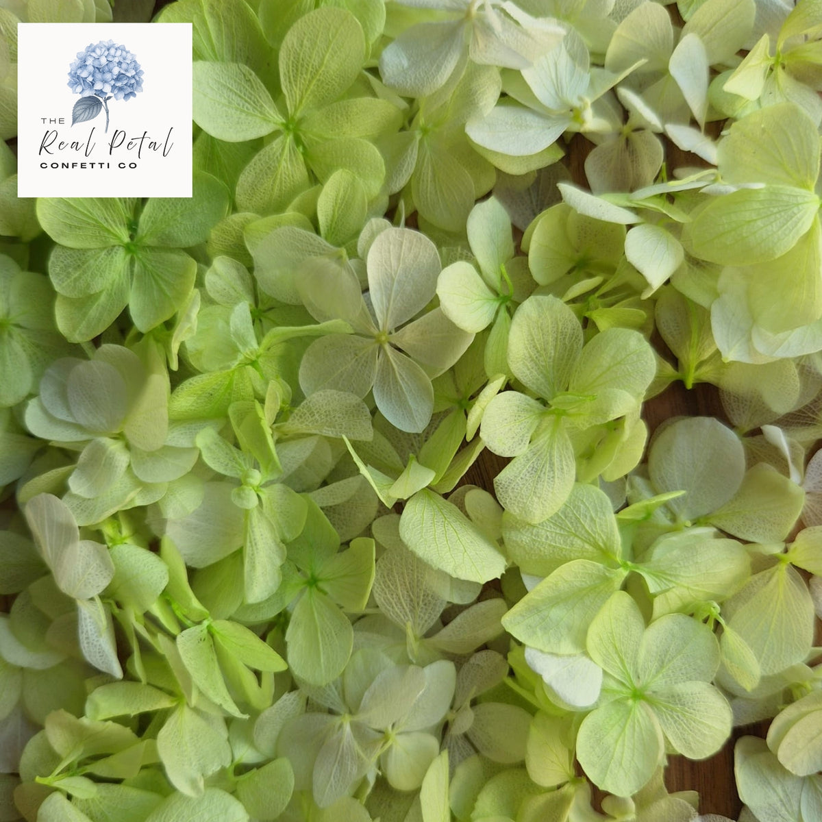 FlutterFly® Hydrangea Petals - Light Lime