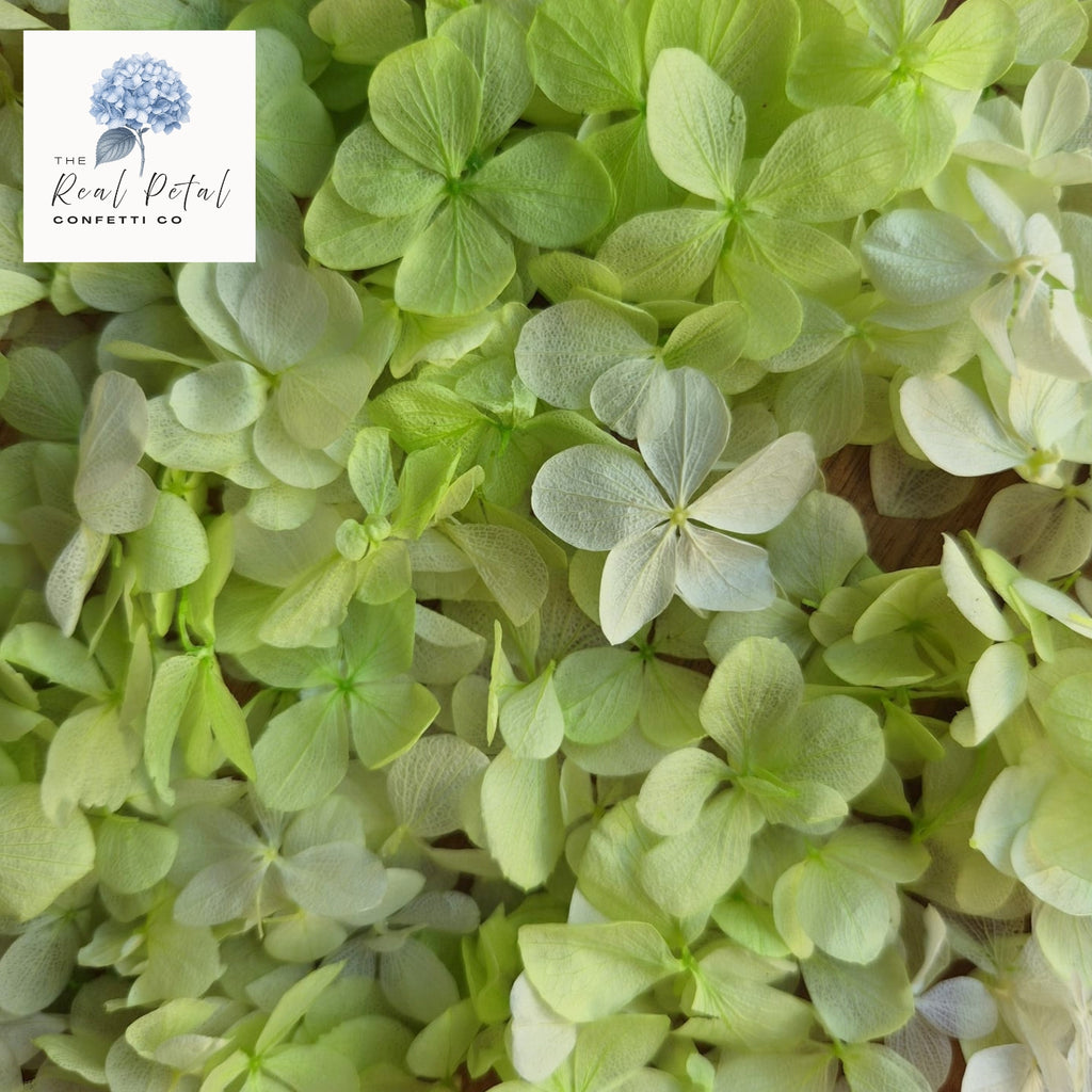 FlutterFly® Hydrangea Petals - Light Lime