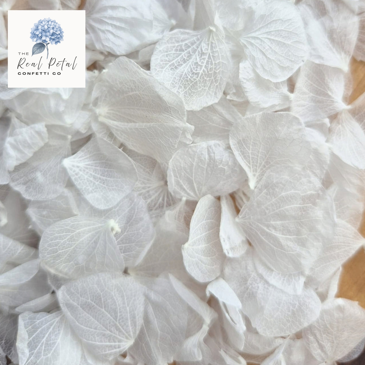 Hydrangea Petals - Bright White