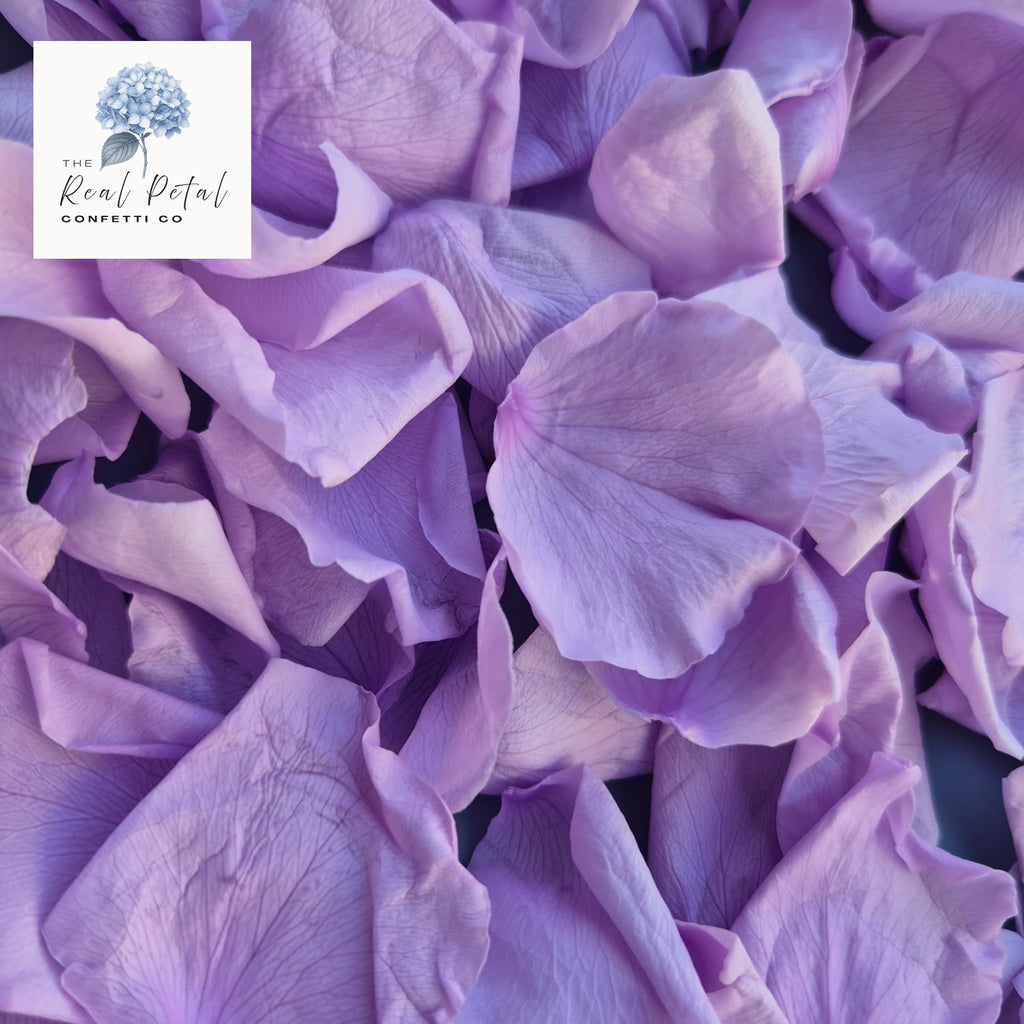 Rose Petals - Purple Hue
