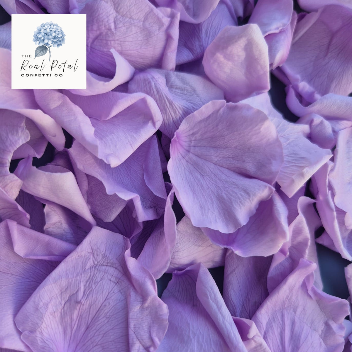 Rose Petals - Purple Hue