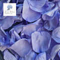 Rose Petals - Purple Hue Blue